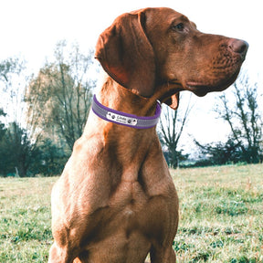 Dog Reflective Adjustable Name Custom Name ID Tag