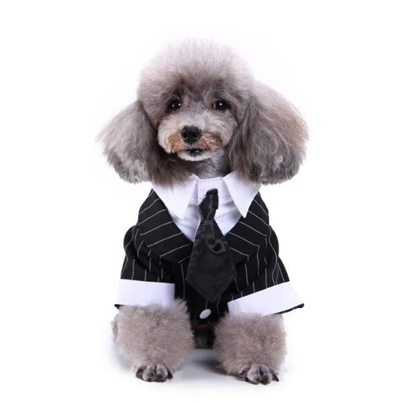 Cute Tailcoat Pet Suit